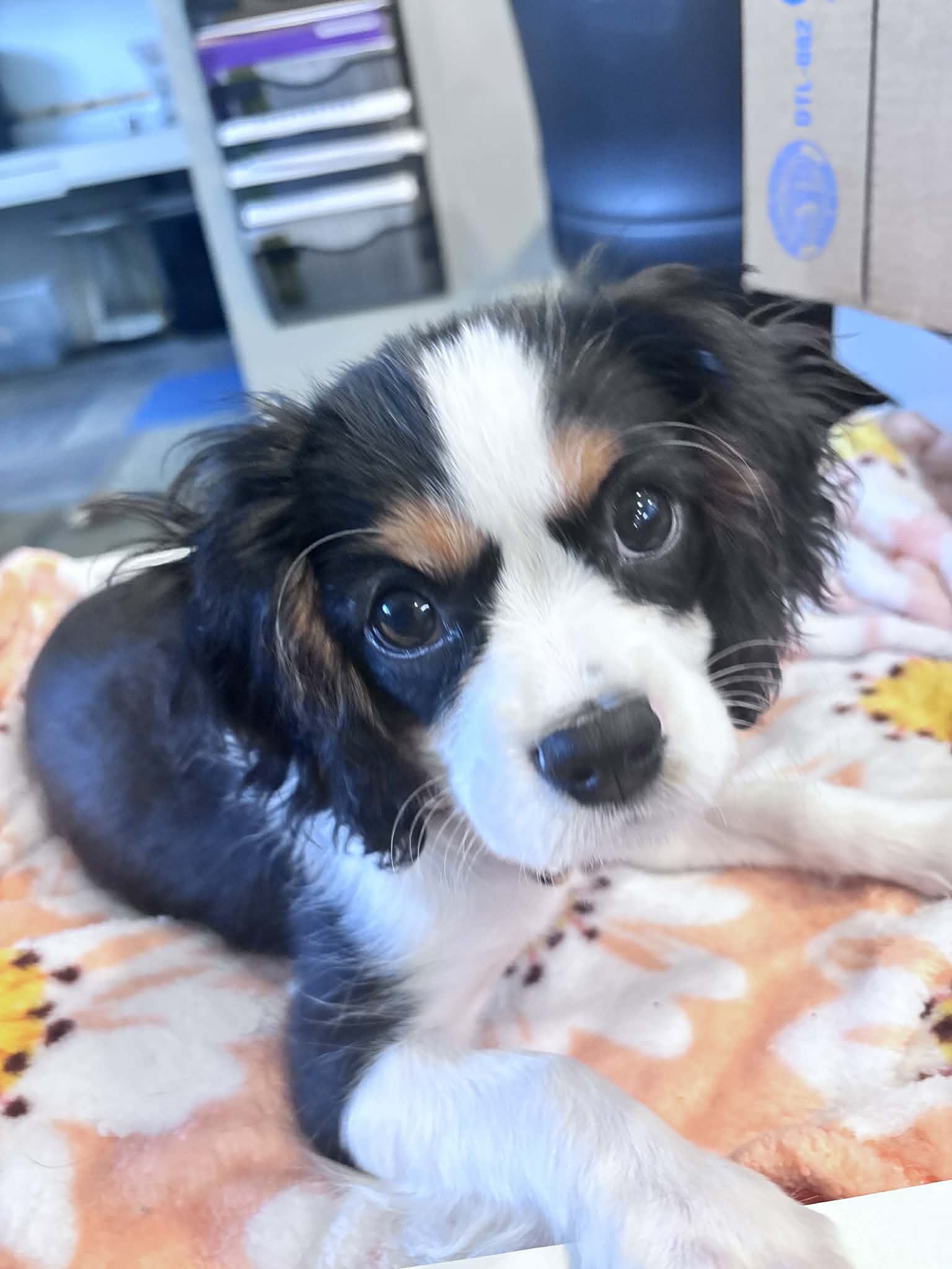 Oli Pop, Cavalier King Charles Spaniel and comfort dog in training at Ann Arbor's Dentist