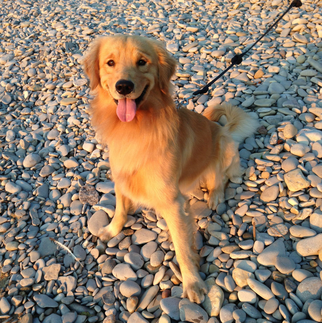 Photo collage celebrating Destin, beloved dental comfort dog at Ann Arbor's Dentist