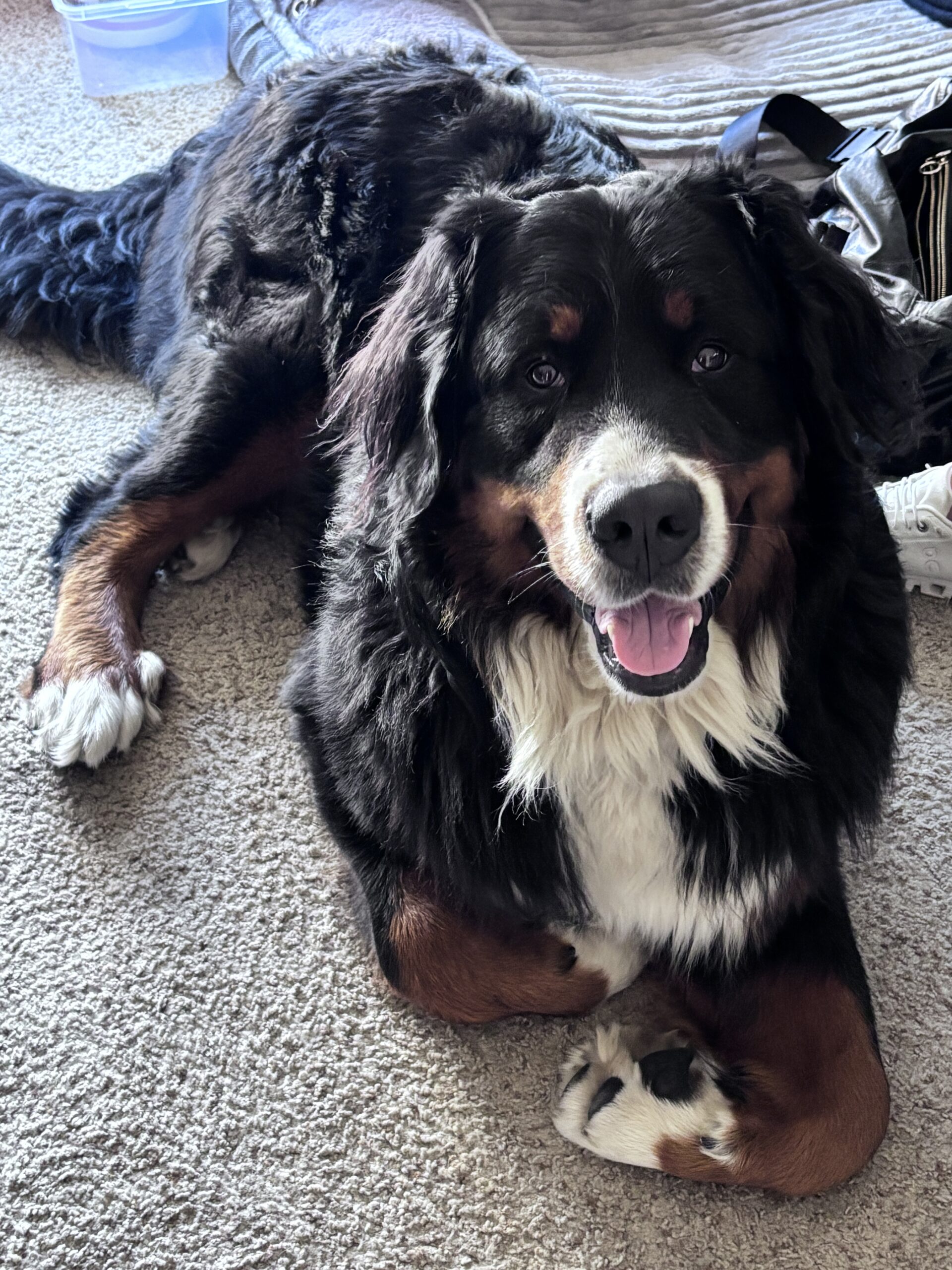 Como, Bernese Mountain Dog and dental comfort dog at Ann Arbor's Dentist
